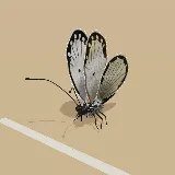 3D model of the African Caper White