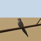 3D model of the African Palm Swift