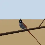 3D model of the African Paradise Flycatcher