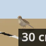 3D model of the African Pipit