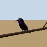 3D model of the Amethyst Sunbird