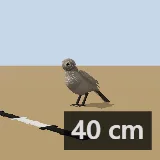 3D model of the Arrow-marked Babbler