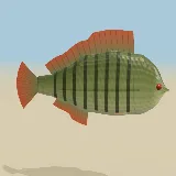 3D model of the Banded Tilapia