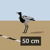 3D model of the Blacksmith Lapwing