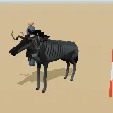 3D model of the Blue Wildebeest