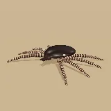 3D model of the Smooth Bont-legged Tick