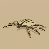 3D model of the South African Bont Tick