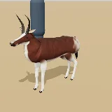 3D model of the Bontebok