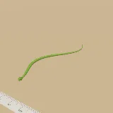 3D model of the Boomslang