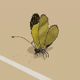 3D model of the Broad-bordered Grass Yellow