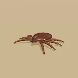 3D model of the Brown Dog Tick