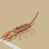 3D model of the Shiny Burrowing Scorpion