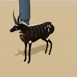 3D model of the Bushbuck