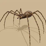 3D model of the Black Button Spider