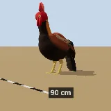 3D model of the Chicken