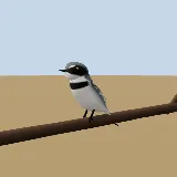 3D model of the Chinspot Batis