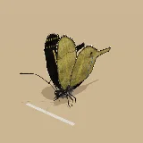 3D model of the Citrus Swallowtail