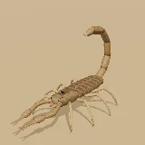 3D model of the Common Lesser-Thicktail Scorpion