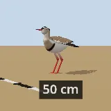 3D model of the Crowned Lapwing