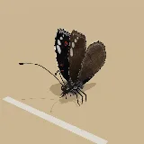 3D model of the Dark Blue Pansy