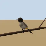 3D model of the Dark-capped Bulbul
