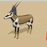 3D model of the Gemsbok