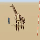 3D model of the South African Giraffe