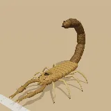 3D model of the Granulated Thicktail Scorpion