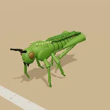3D model of the Green Milkweed Locust