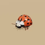 3D model of the Harlequin Ladybird