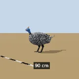 3D model of the Helmeted Guineafowl