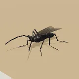 3D model of the Karoo Balbyter Ant