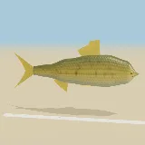 3D model of the Largescale Yellowfish