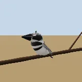 3D model of the Pied Kingfisher