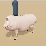 3D model of the Pig