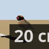 3D model of the Red-billed Quelea