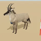 3D model of the Roan Antelope
