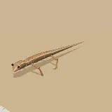 3D model of the Speckled Rock Skink