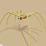 3D model of the Yellow Sac Spider