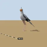 3D model of the Secretarybird