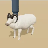 3D model of the Sheep