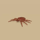 3D model of the Sourveld Tick
