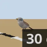 3D model of the Southern Grey-headed Sparrow