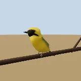 3D model of the Southern Masked Weaver
