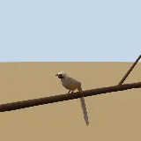 3D model of the Speckled Mousebird