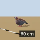 3D model of the Speckled Pigeon