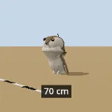 3D model of the Spotted Eagle-Owl