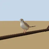 3D model of the Tawny-flanked Prinia