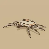 3D model of the Tortoise Bont Tick