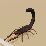 3D model of the Transvaal Thicktail Scorpion
